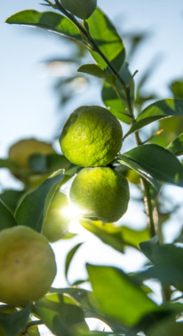 Pépinière vendéenne, agrumes exotiques. Garden_Lab #11, Paysages olfactifs.