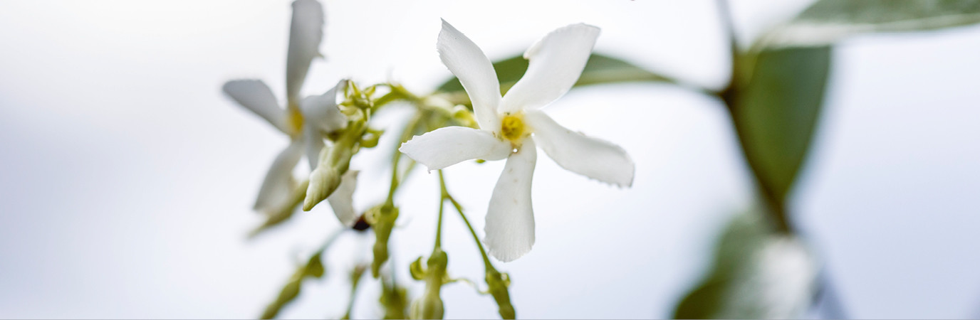 L'esprit du jardin de curé revisité, par Géraldine Fortin, paysagiste. Garden_Lab 11, Paysages Olfactifs.