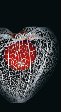 Festival des jardins de Chaumont-sur-Loire. Thème; le biomimétisme.