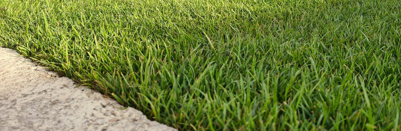 Gazon Résistant au stress hydrique et aux attaques de pathogènes. Premier Tech. Top Pouss GAZON