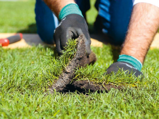 Gazon Résistant au stress hydrique et aux attaques de pathogènes. Premier Tech. Top Pouss GAZON