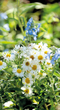 lES botaniques de Chaumont-sur-Loire, les 18 et 19 septembre 2021.