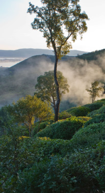 Paysage de Toscane, sculptée le paysagiste Paolo Pejrone. Garden_Lab#12, Architecture & jardins.