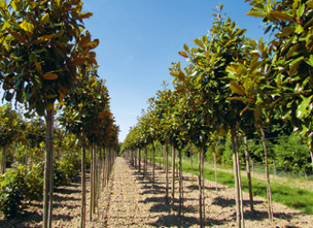 les pépinières du Val d’Erdre