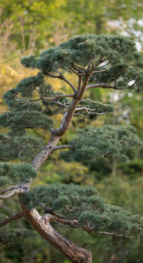 Garden_Lab#12 - Architecture & jardins. Niwaki par Yves Brennelière.