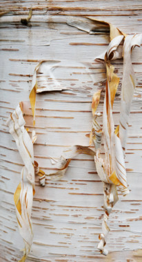 Garden_Lab#09 Être botaniste. La folie des arbres aux jardin du Bois marquis.