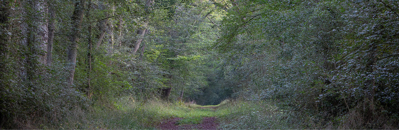 Garden_Lab#13, Des arbres & des hommes.