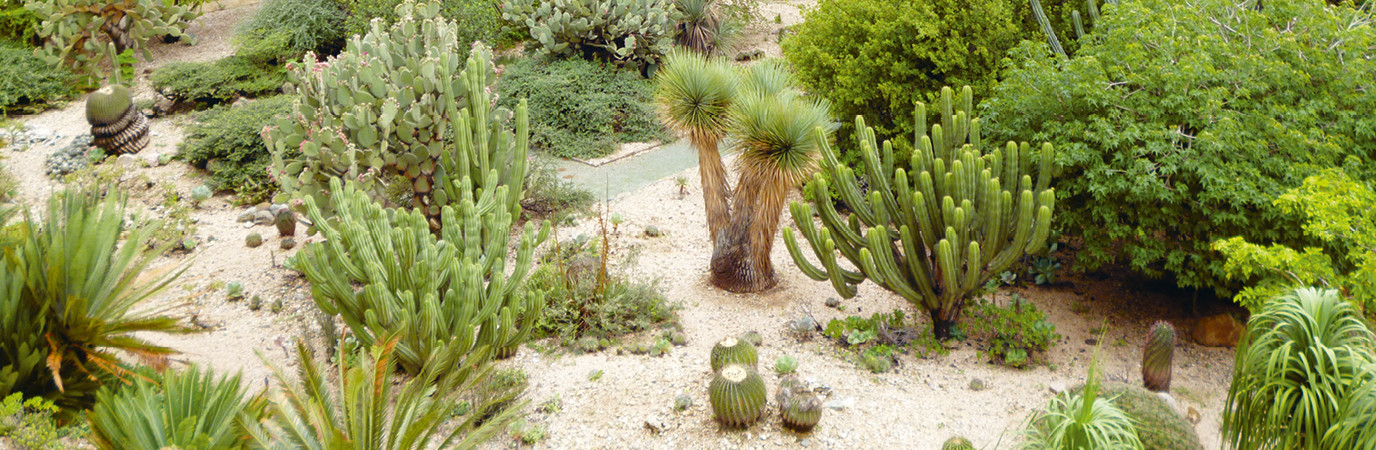 OAXACA : UN PAYSAGE BOTANIQUE AU MEXIQUE. Garden_Lab#10