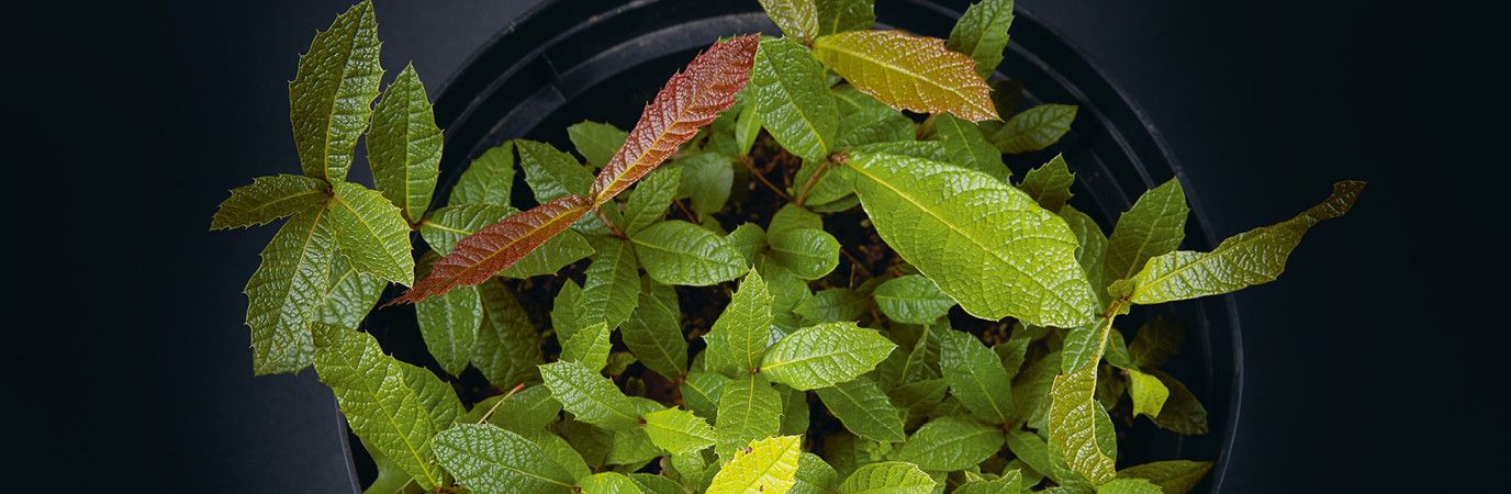 Garden_Lab#13, Des arbres & des hommes. Pépinière Florama.