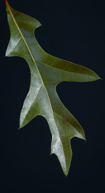 Garden_Lab#13, Des arbres & des hommes. Pépinière Florama.