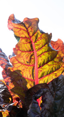 Discussion sur le thème 