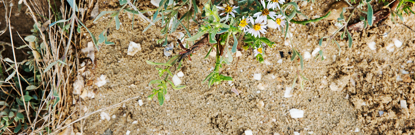 Garden_Lab#09 - Etre Botaniste