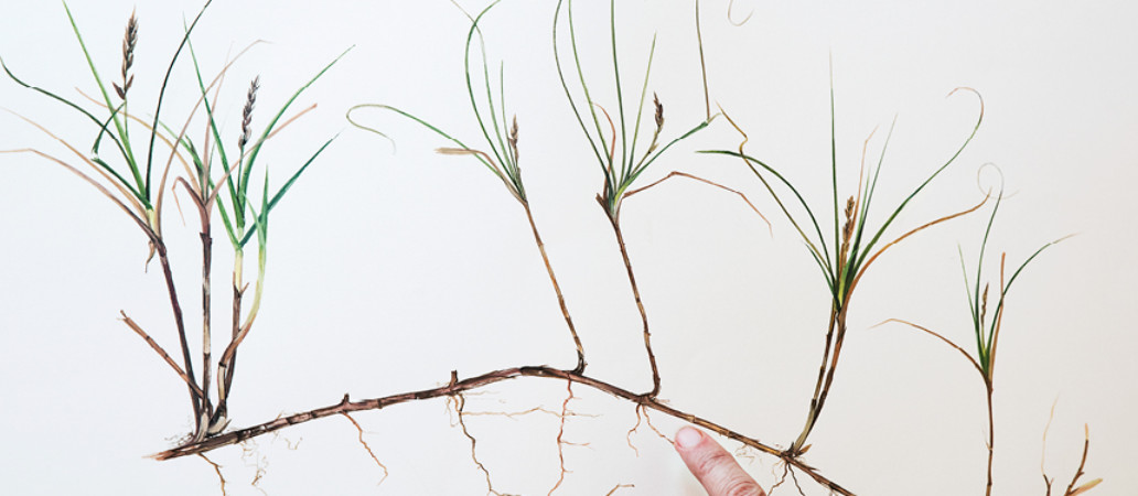 Garden_Lab#09 - Etre Botaniste