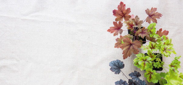 Garden_Lab01-Couleurs-et-matieres_Heuchères
